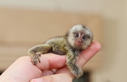 worldssmallestanimals_lisste-1552981628