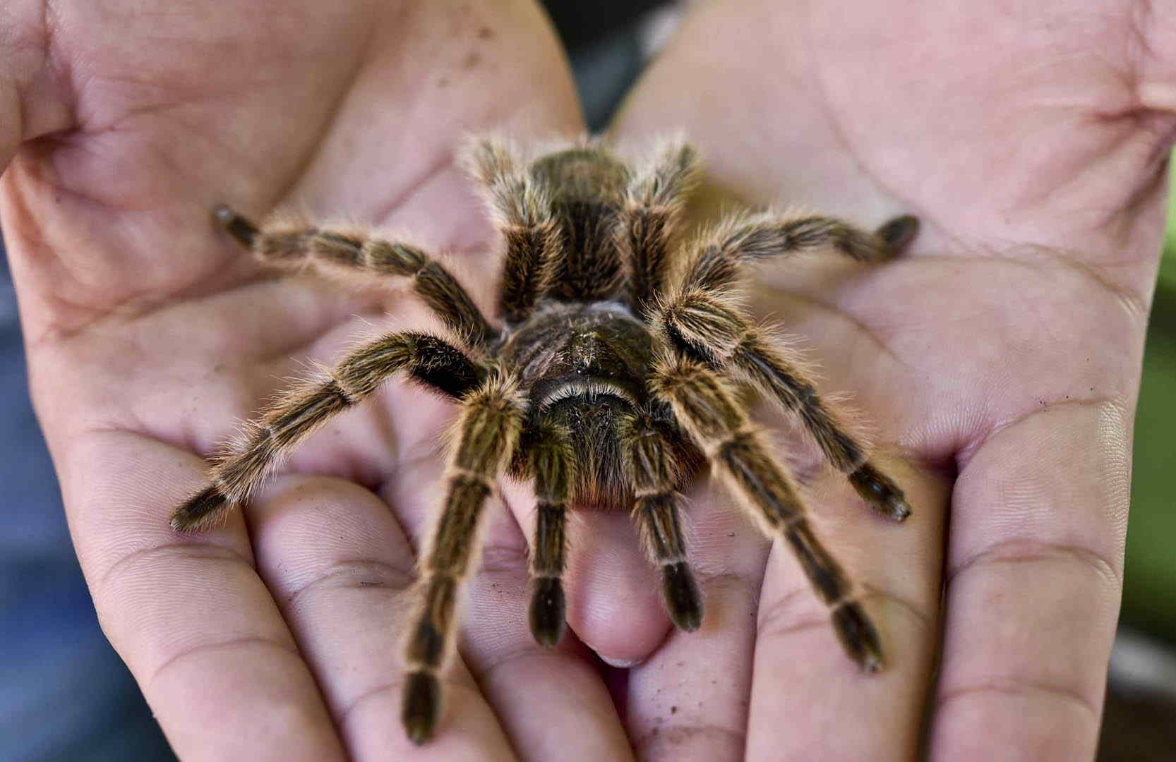 tarantula-1557491704.jpg