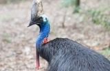 cassowary-1556886585.jpg