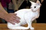 devonrex-1559208399.jpg