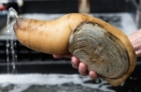 geoduck_lisste-1552985651.jpg