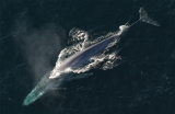 whale-lisste-1553173454.jpg