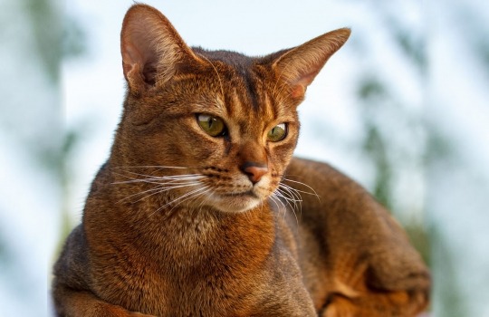 abyssinian-1559207263.jpg