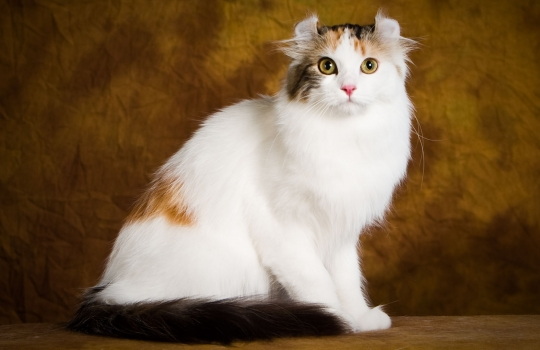 americancurl-1559207361.jpg