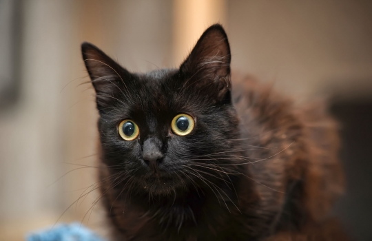 bombaycat-1559207621.jpeg
