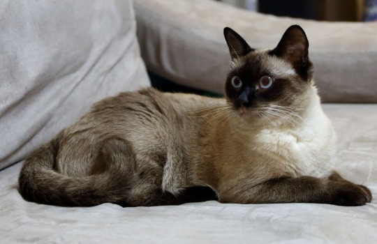 burmese-1559207734.jpg
