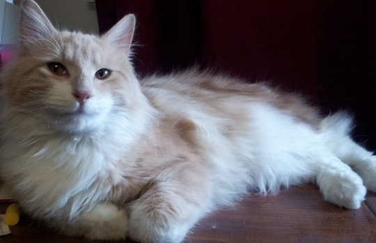 cymric-1559207891.jpg
