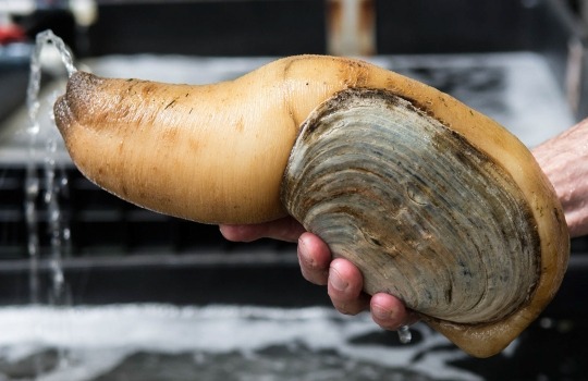 geoduck_lisste-1552985651.jpg