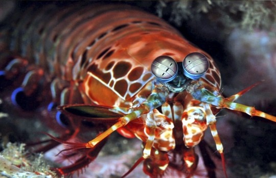 mantis_shrimp_karidesi_lisste-1552983541.jpg
