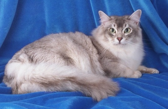 tiffaniecat-1559208523.jpg