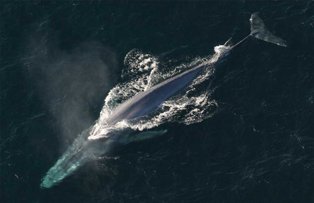 whale-lisste-1553173454.jpg