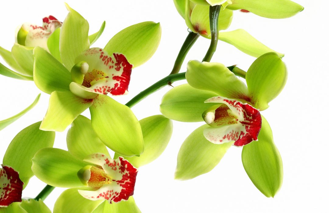 SHENZHEN-nONGKE-orkidesi-1551682663.jpg