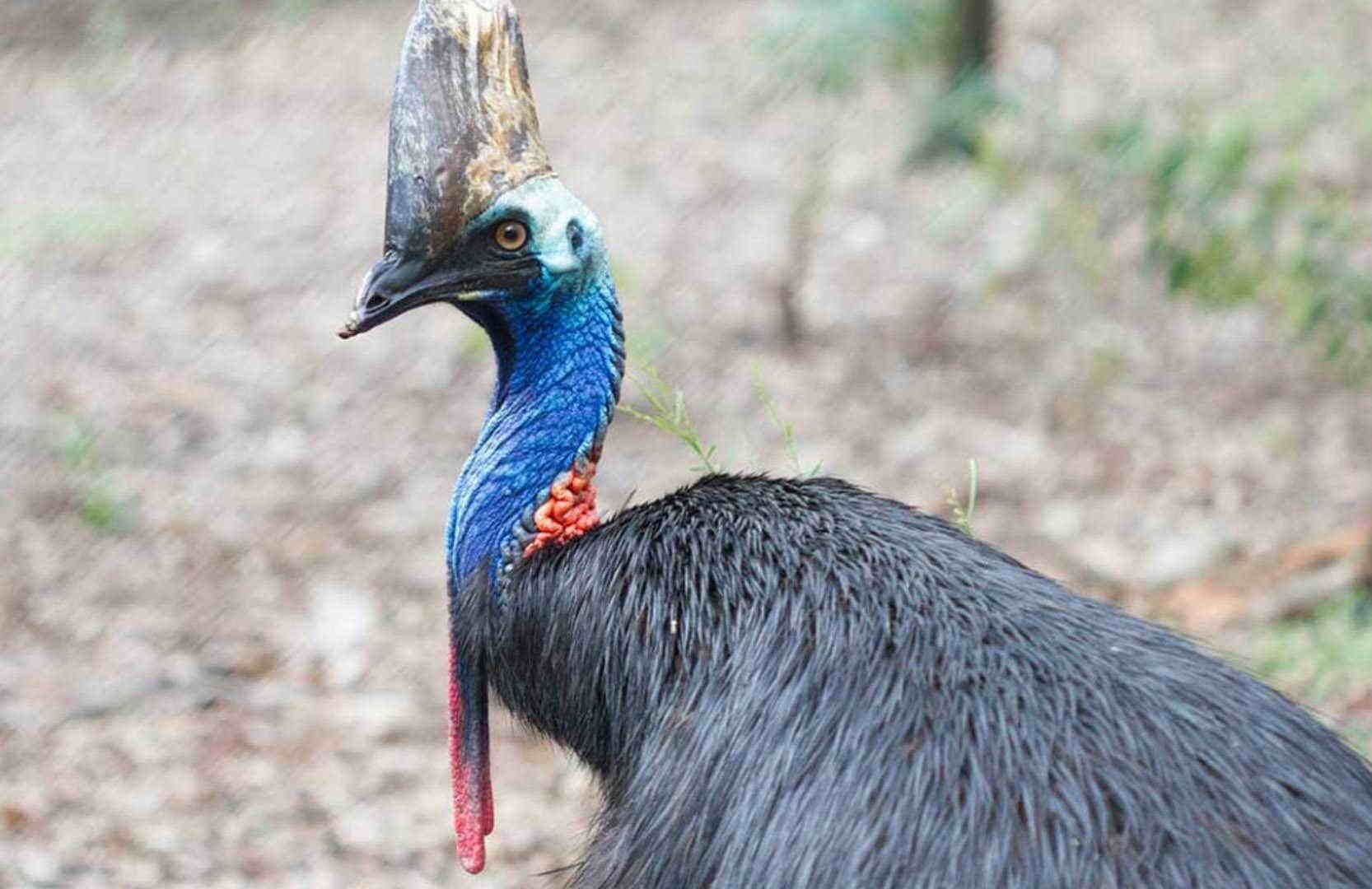 cassowary-1556886585.jpg