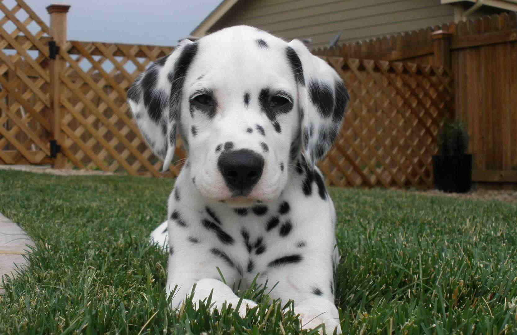 dalmatian-1555319140.jpg