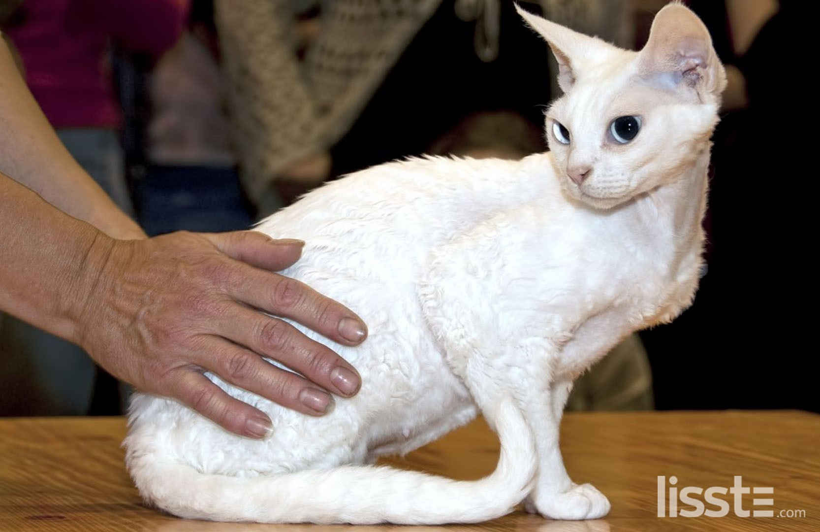 devonrex-1559208399.jpg