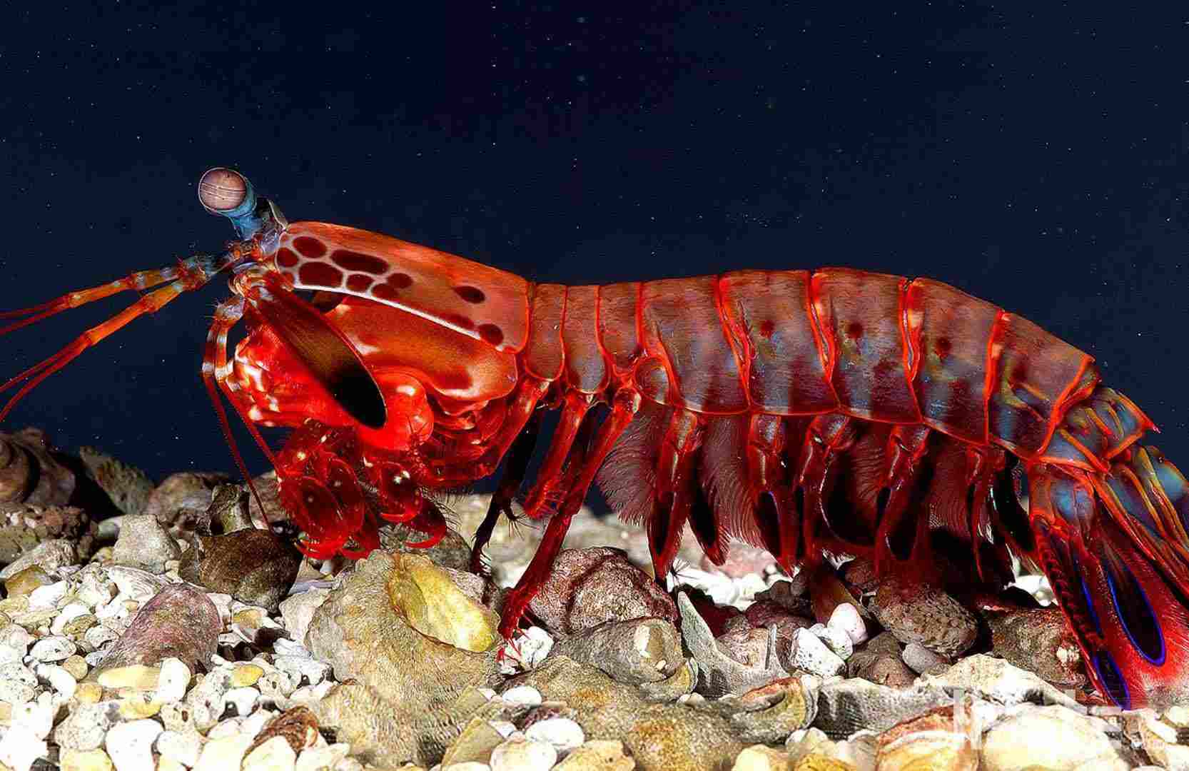 mantiskaridesi-1559129934.jpg