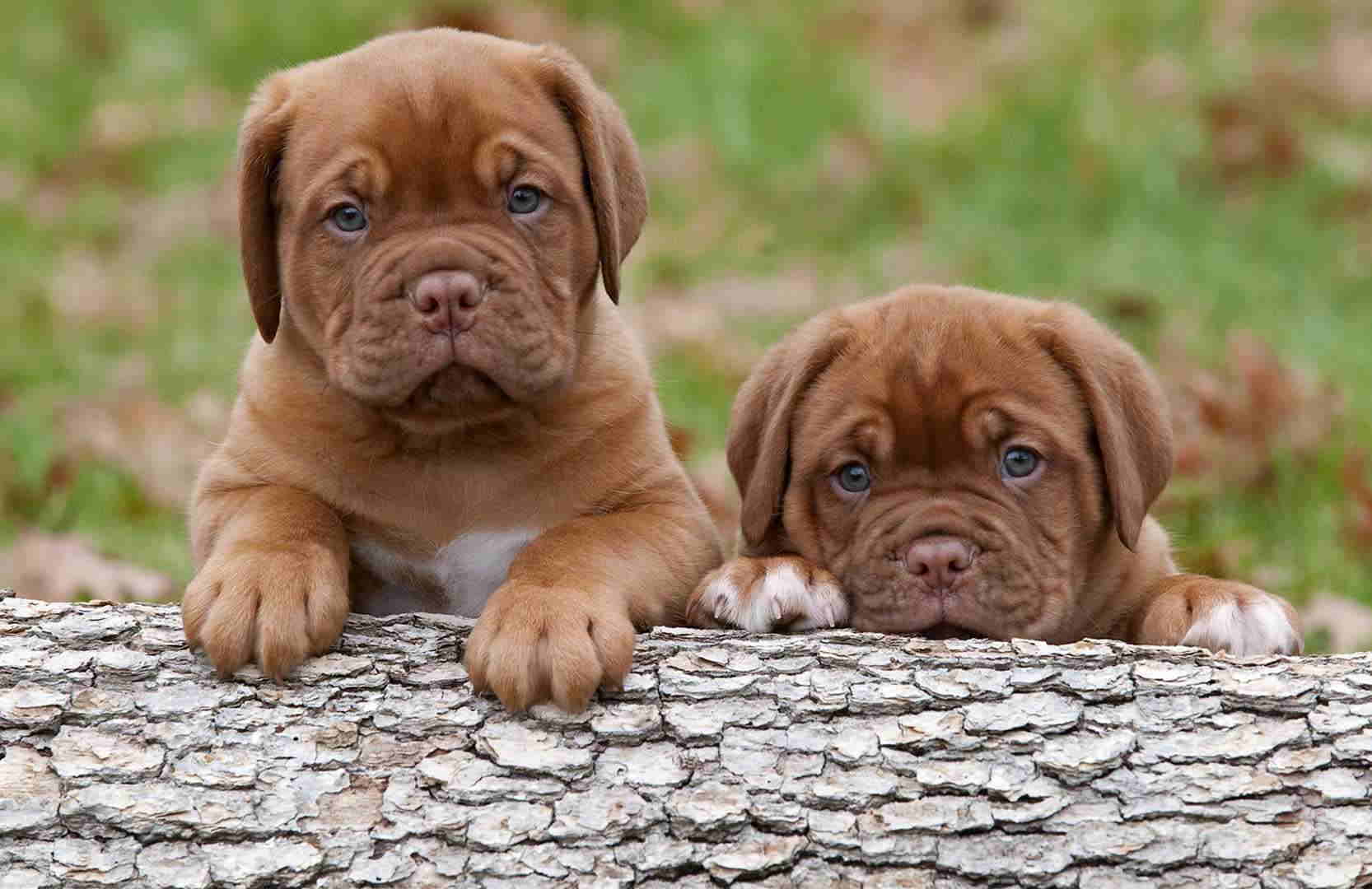 mastiffdog-1555319247.jpg