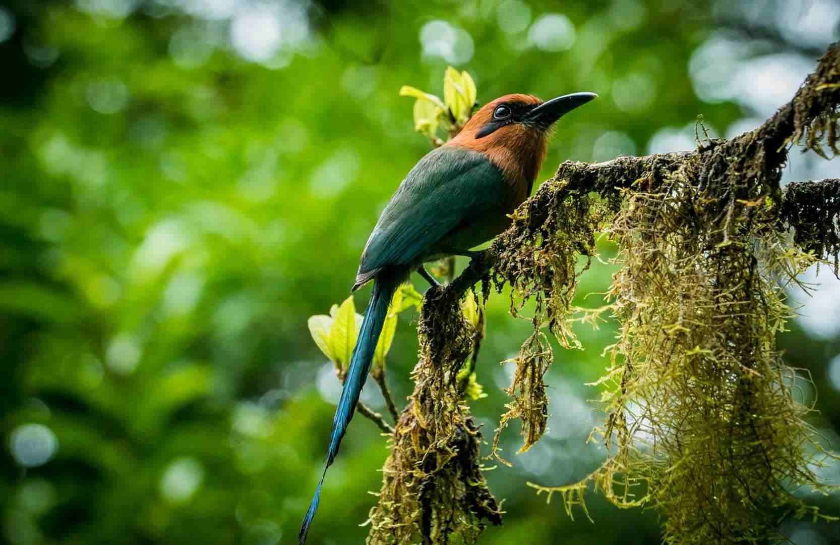 motmot-1556884765.jpg