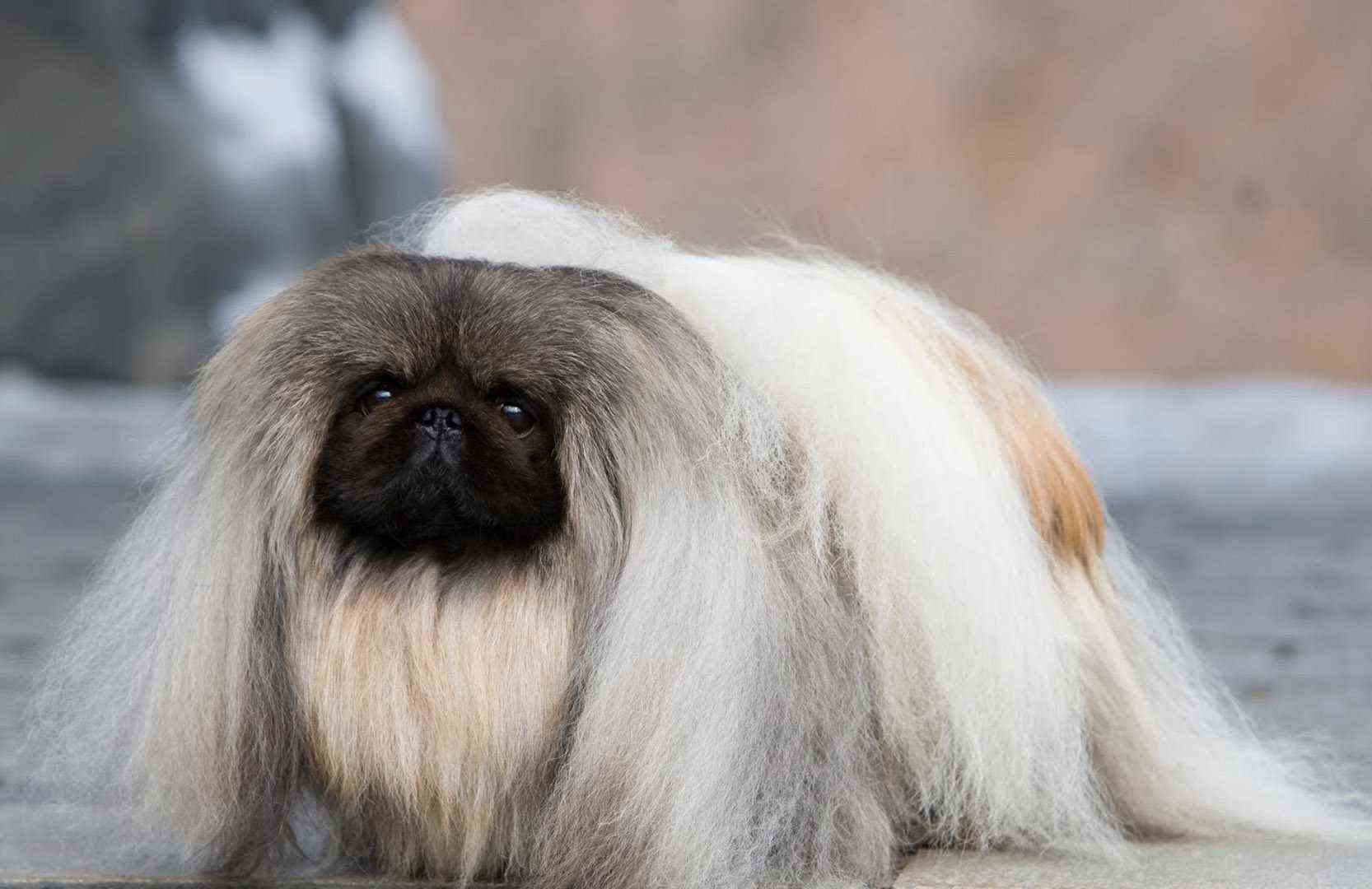 pekingese-1555319060.jpg