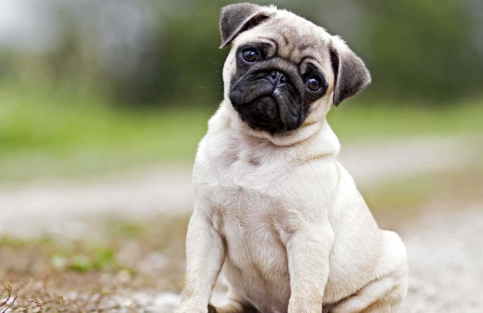 pug-1555318790.jpg