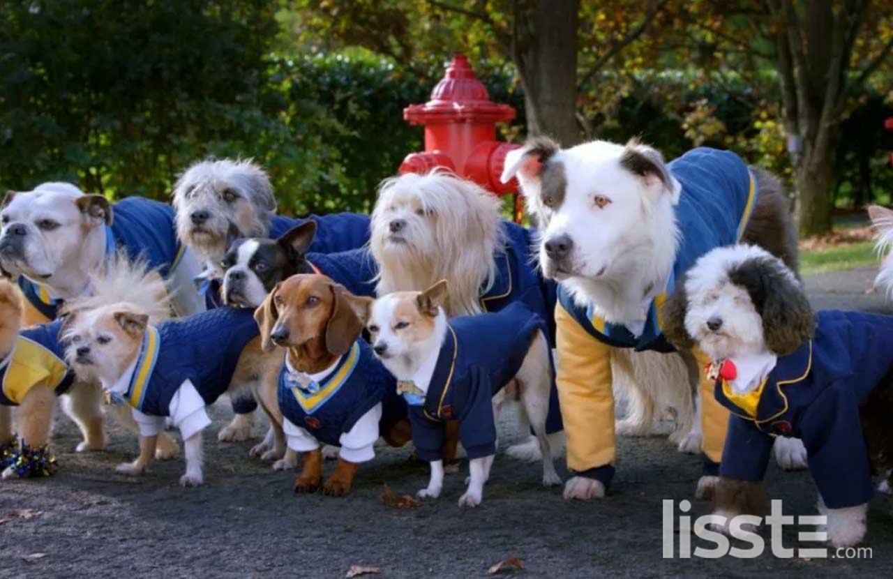 pup-academy-1593676752.jpg