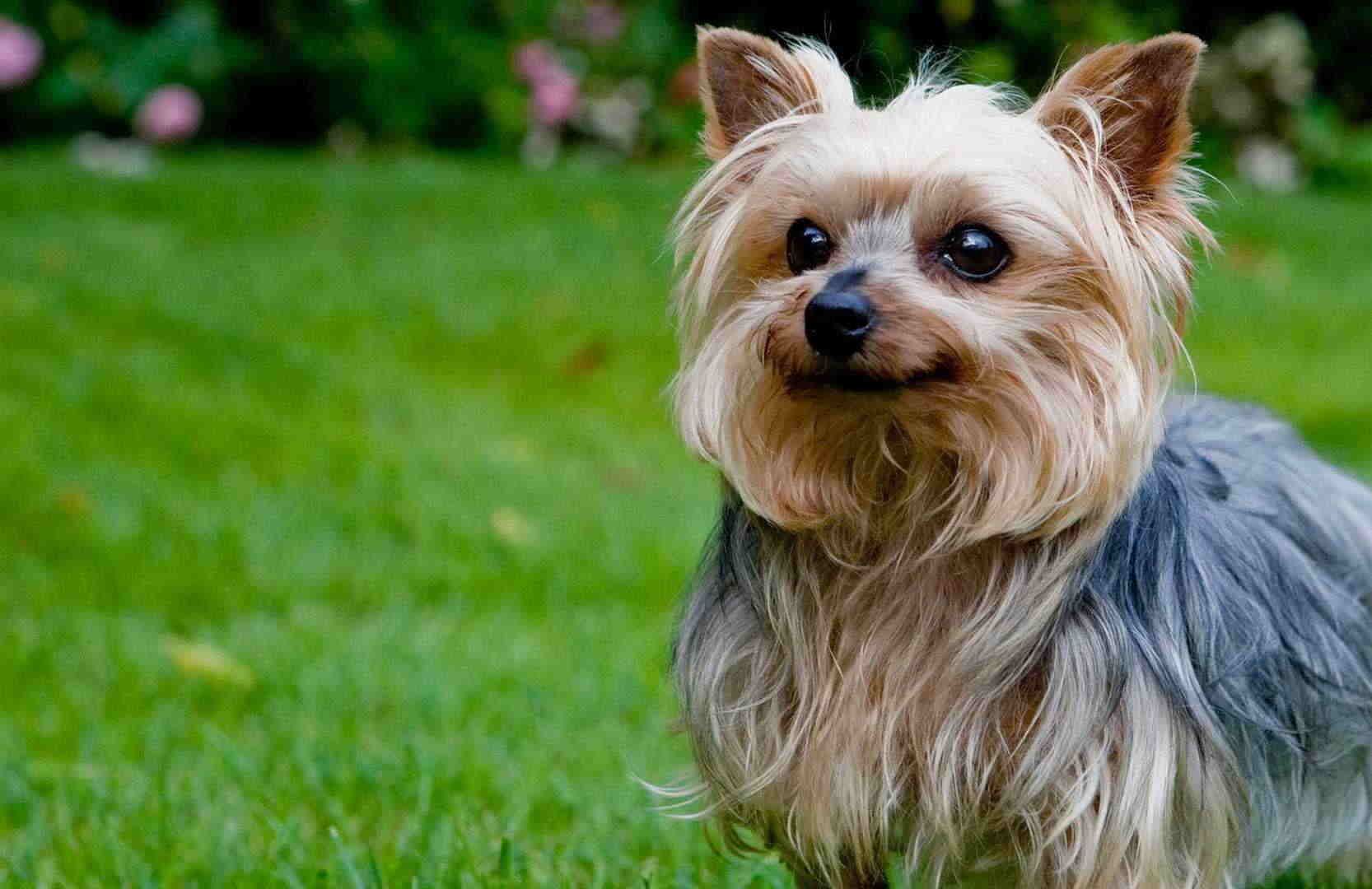 yorkshireterrier-1555319280.jpg